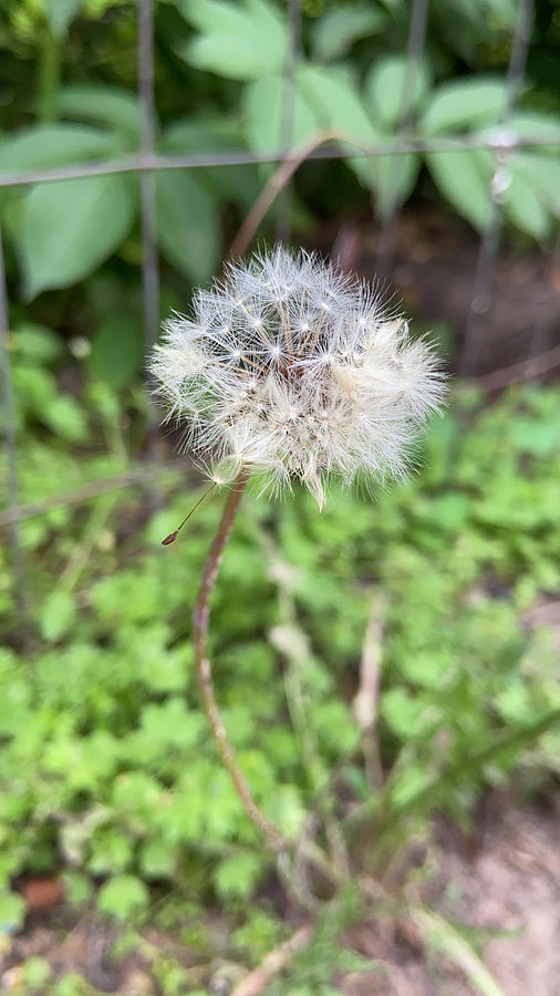 Dandy Photograph by Makayla Hodges - Fine Art America