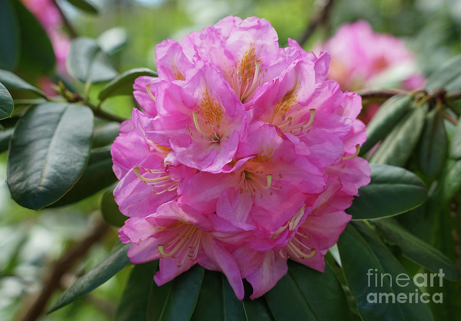 Flower Photograph - Dandy Man Pink Rhododendron by Rachel Cohen