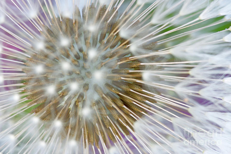 Abstract Photograph - Dandy by Steven Dillon Abstract Photograph - Dandy by Steven Dillon