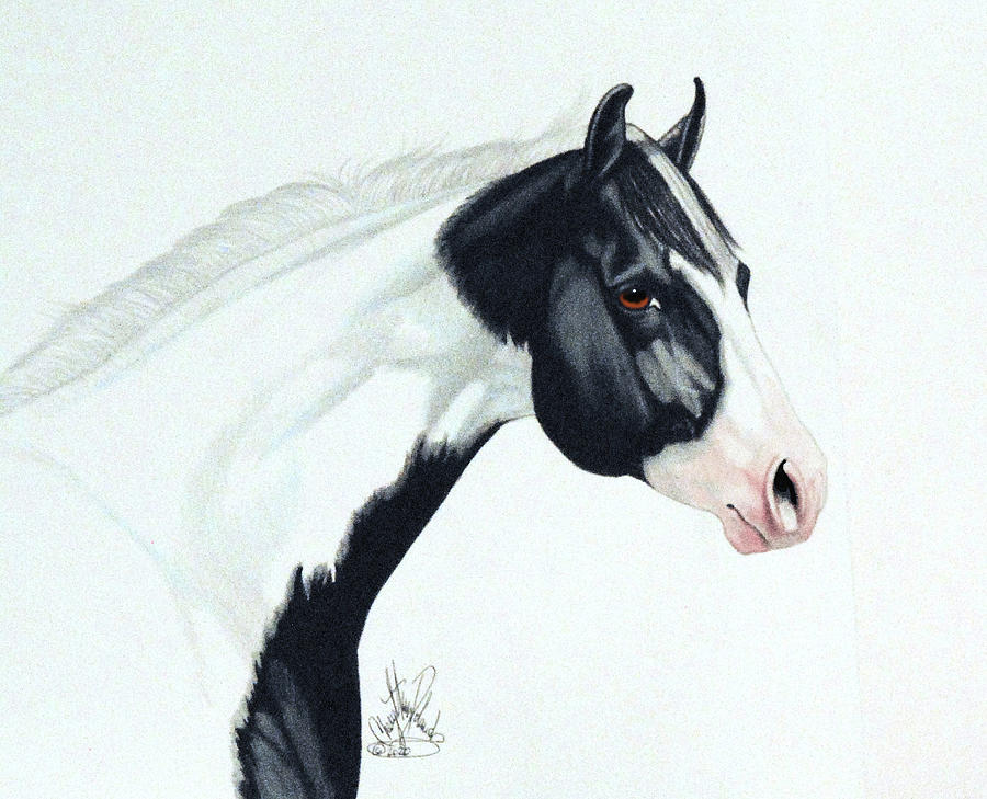 Dandy The Tobiano Drawing