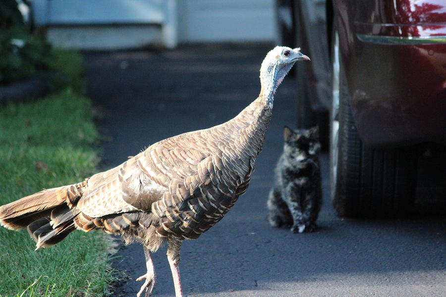 Wild Turkey Photograph - Danger Lurking by Callen Harty Wild Turkey Photograph - Danger Lurking by Callen Harty