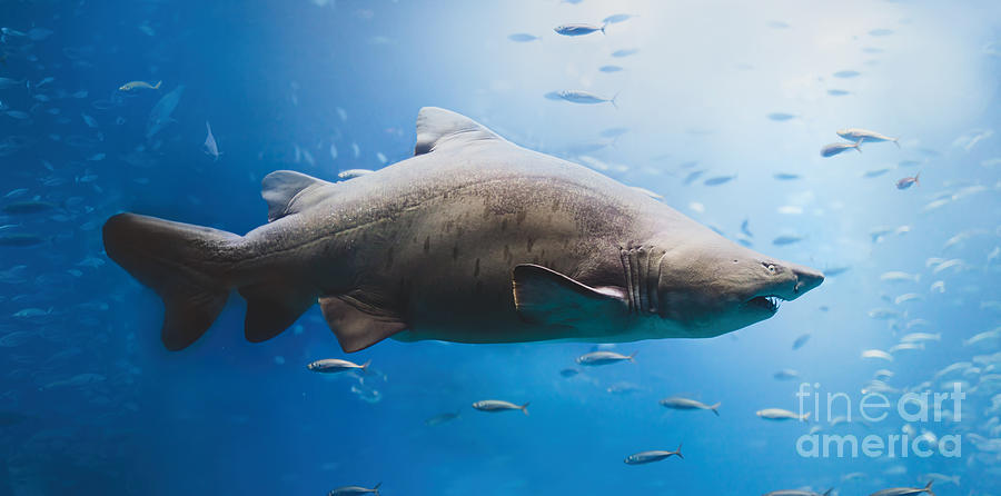 Dangerous shark swimming underwater Photograph by Michal Bednarek
