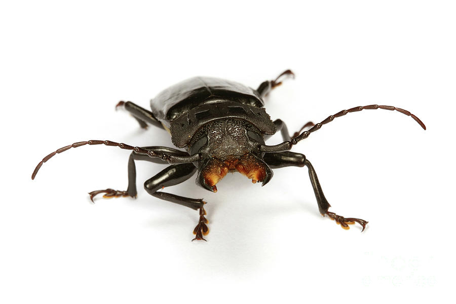 Dangerous Tropical beetle Photograph by Warren Photographic