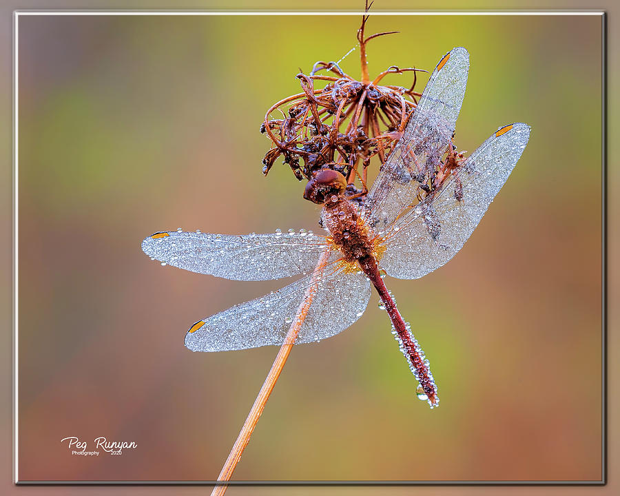 Dangling Dragonfly Photograph by Peg Runyan