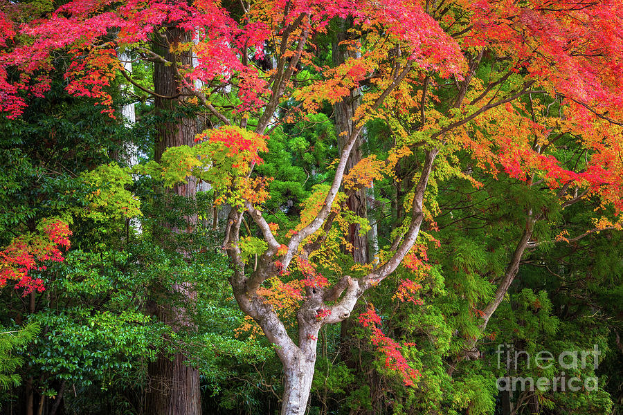 Fall Photograph - Danjo Garan Autumn by Inge Johnsson