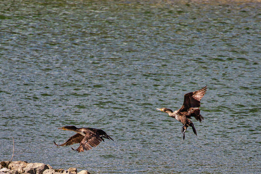 Danube Cormorants Take Flight Photograph by John Haldane