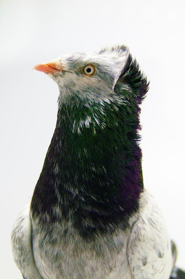 Danzig Highflyer Pigeon Photograph by Nathan Abbott