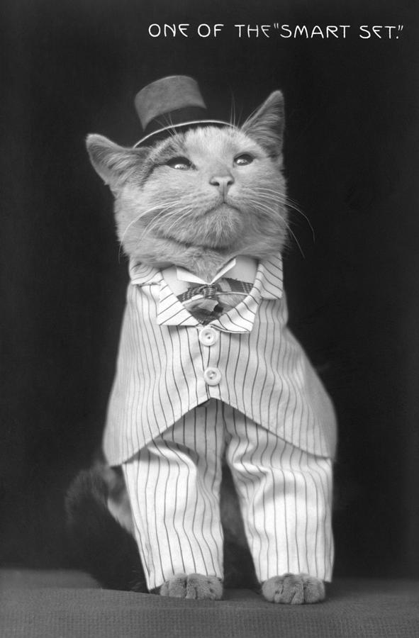 Dapper Cat In Suit And Hat - One Of The Smart Set - 1906 Photograph by War Is Hell Store