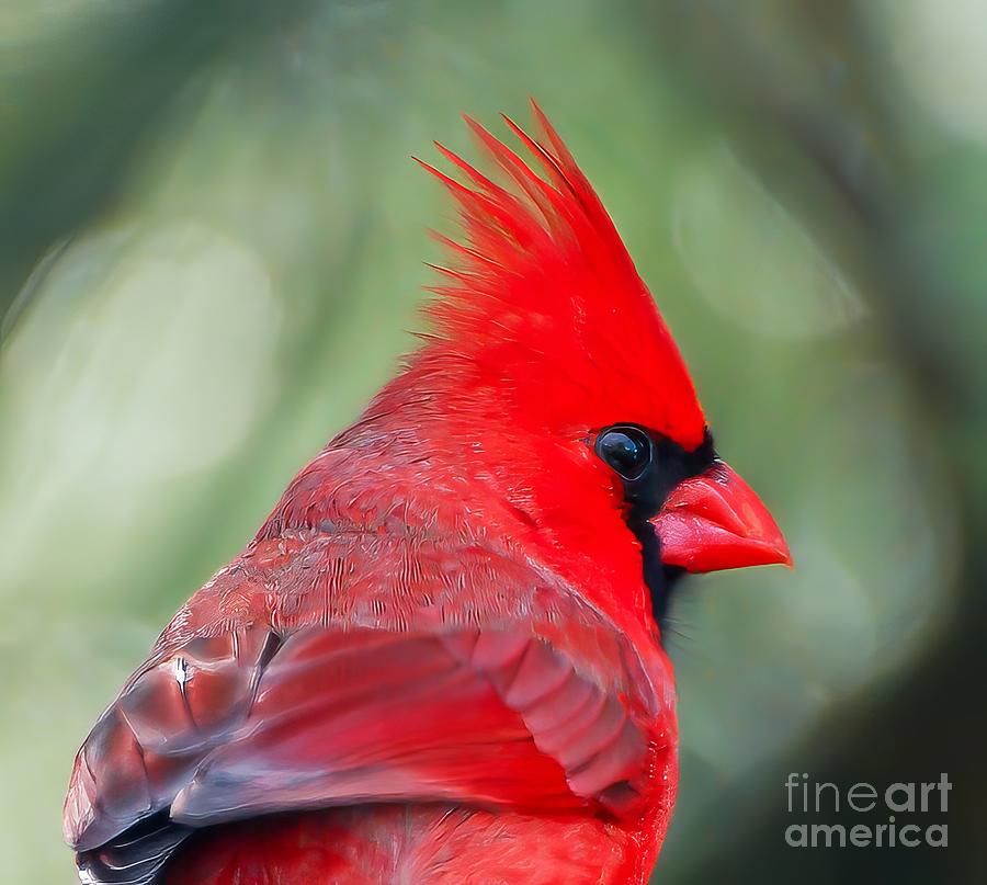 Dapper in Red - Male Cardinal Photograph by Kerri Farley