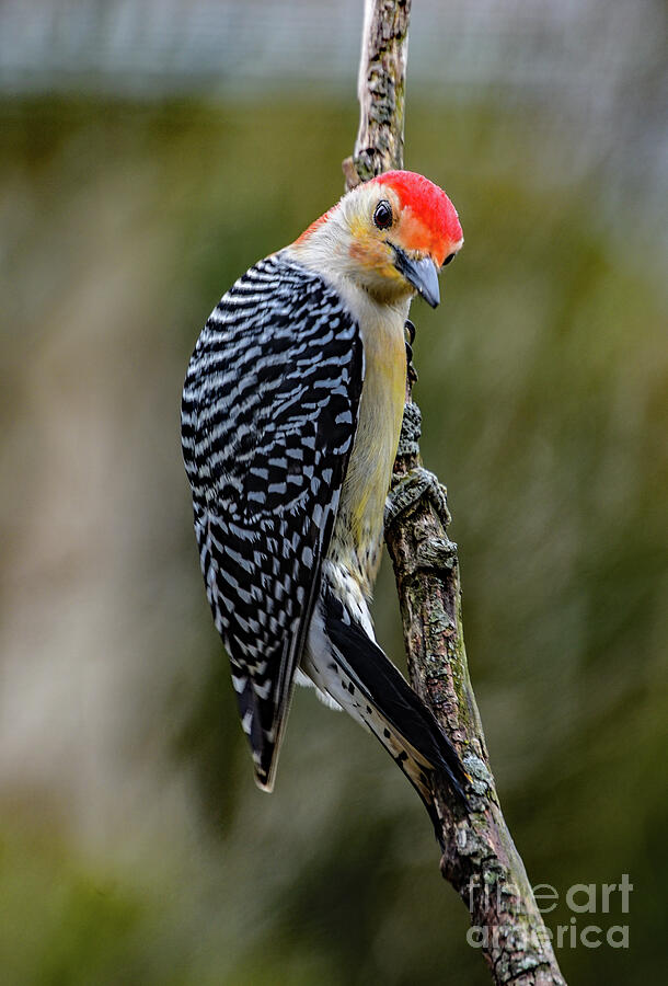 Dapper Red-bellied Woodpecker Photograph