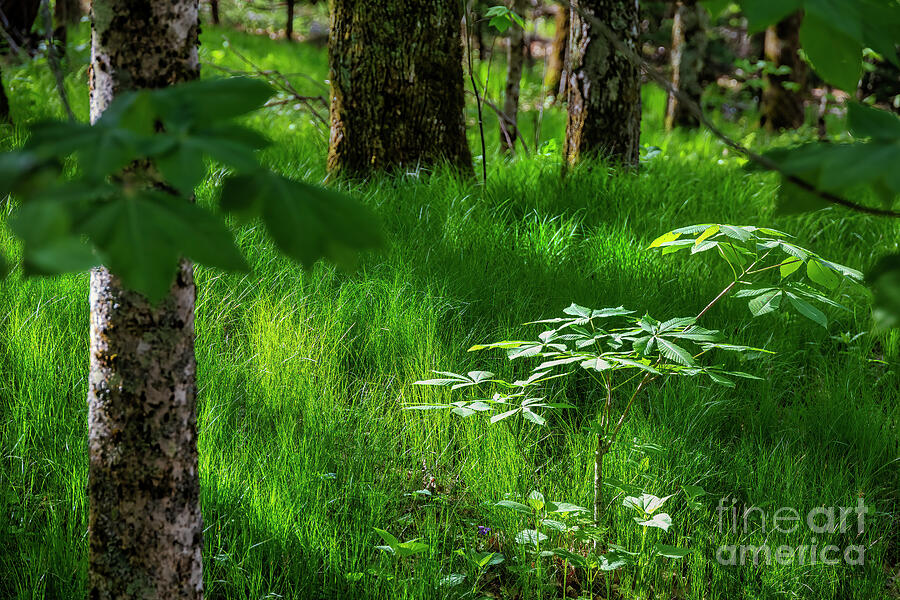 Dapple Light on Woodland Grasses Photograph by Shelia Hunt