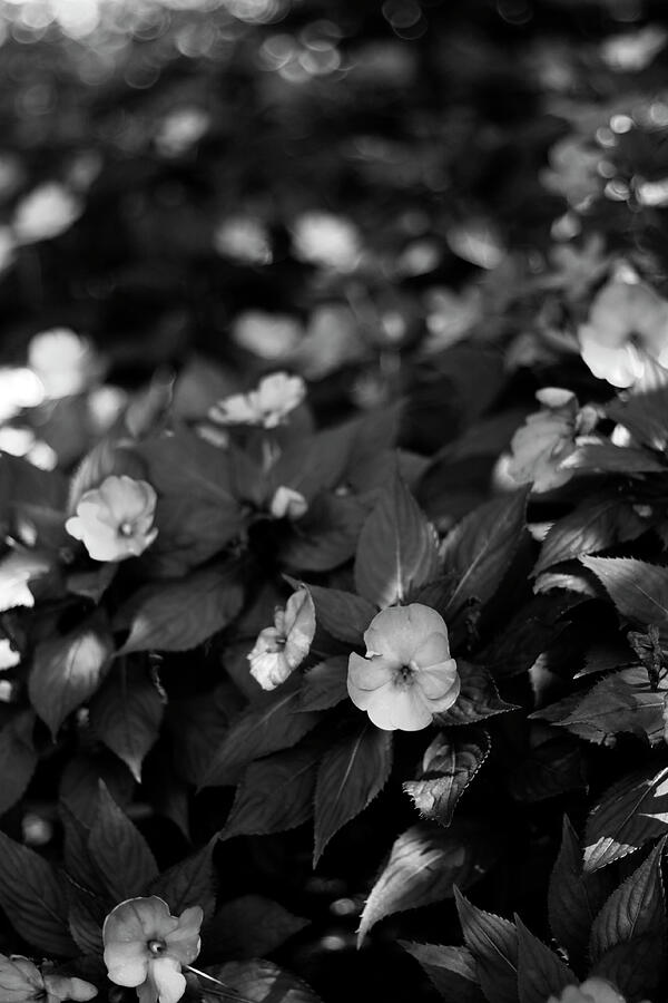 Dappled Blooms - October 2024 Photograph by Joseph A Langley Dappled Blooms - October 2024 Photograph by Joseph A Langley