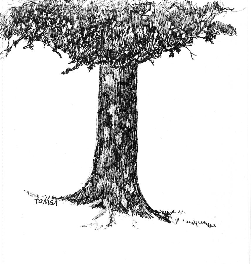 Dappled Light Tree Trunk Drawing by Bill Tomsa