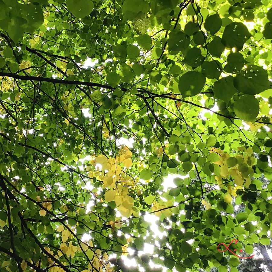 Dappled Sunlight Photograph by Lynne Paterson