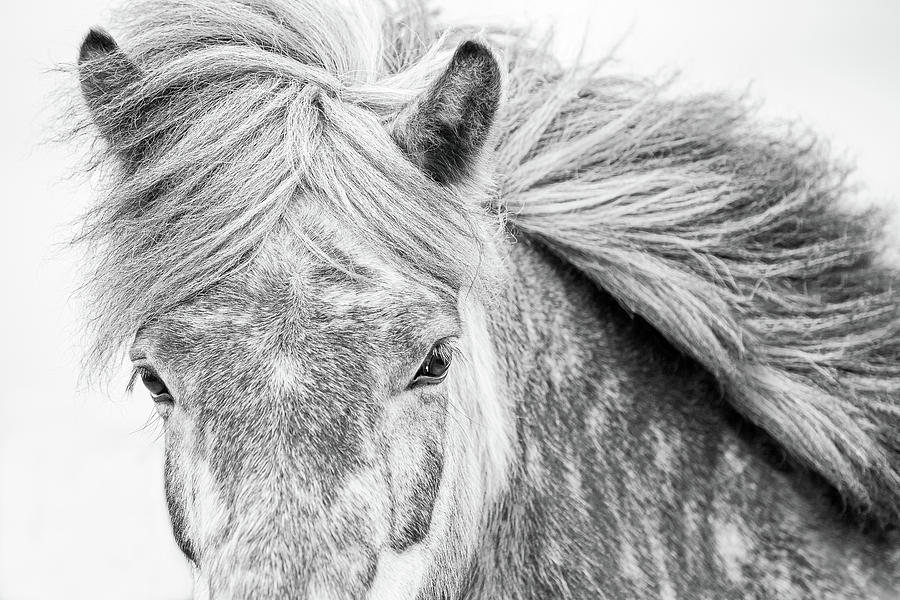 Dapples - Horse Art Photograph by Lisa Saint
