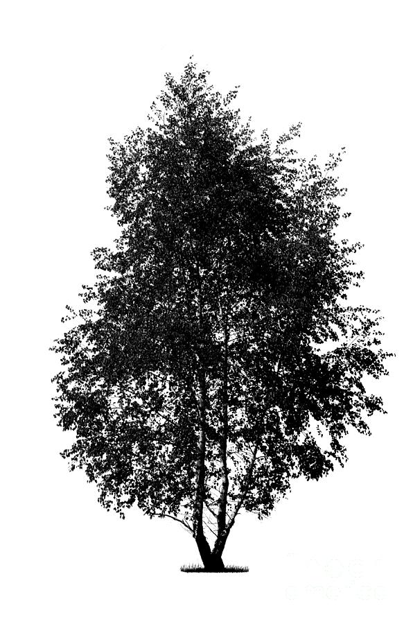 Dark Birch Tree On White Photograph