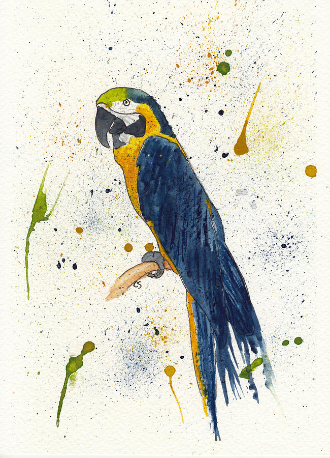 Dark Blue and Gold Macaw Mixed Media by Conni Schaftenaar