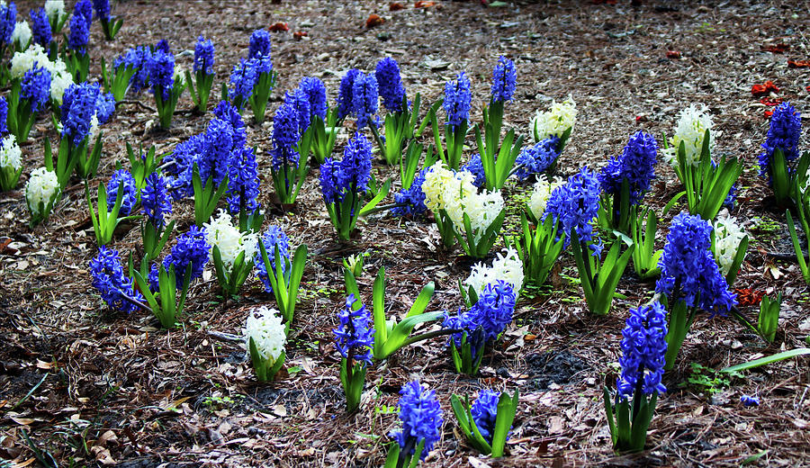 Dark Blue And White Hyacinths Photograph by Cynthia Guinn