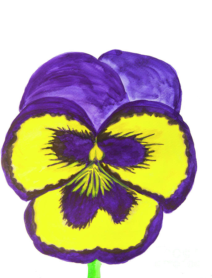 Dark blue and yellow pansy on white background, watercolor Painting by Irina Afonskaya