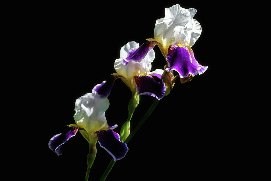 Dark Blue Irises Photograph