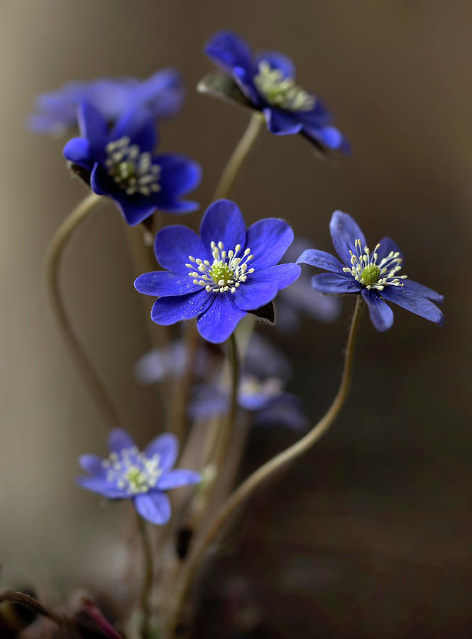 Dark blue hepatica Photograph by Jaroslaw Blaminsky