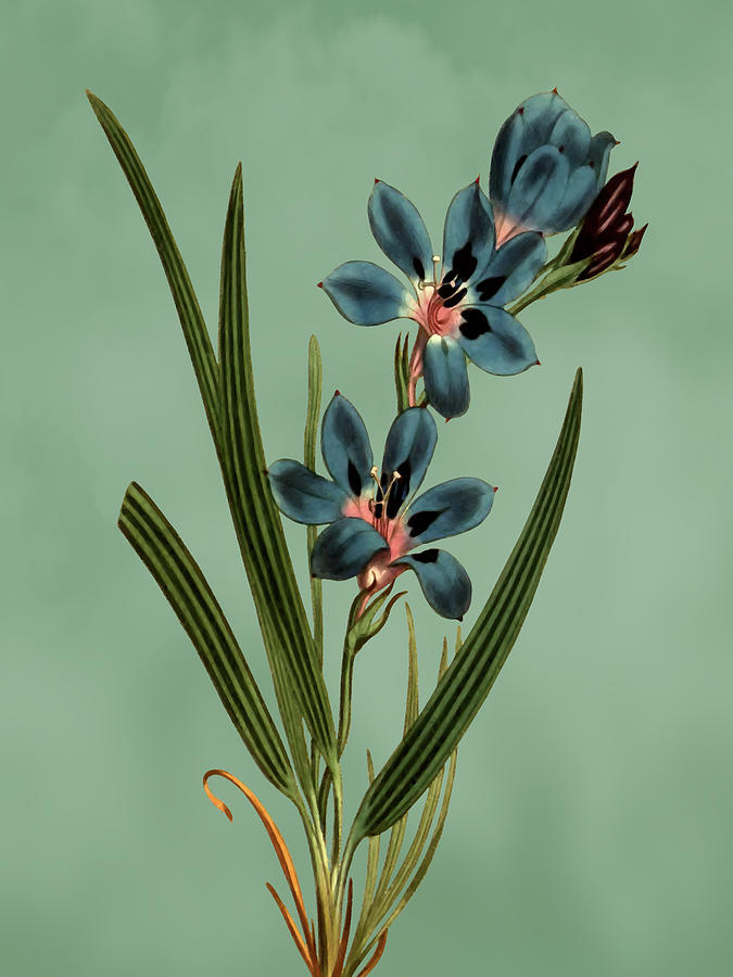 Dark blue upright babiana flower on Misty Green With Dry Brush Effect Mixed Media by Movie Poster Prints