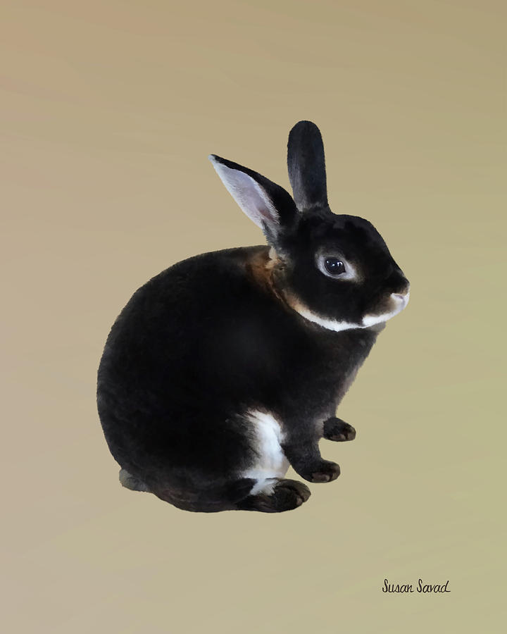 Dark Brown and White Mini Rex Rabbit Photograph by Susan Savad
