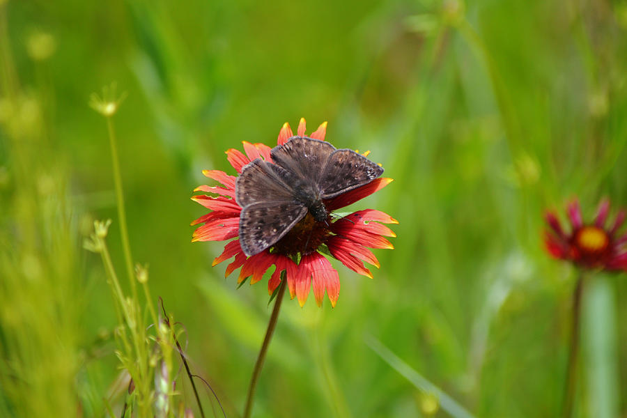 Dark Butterfly On Bright Flower Photograph