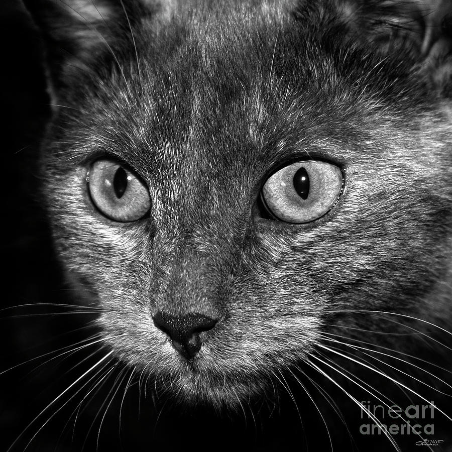 Dark Cat Photograph by Jutta Maria Pusl