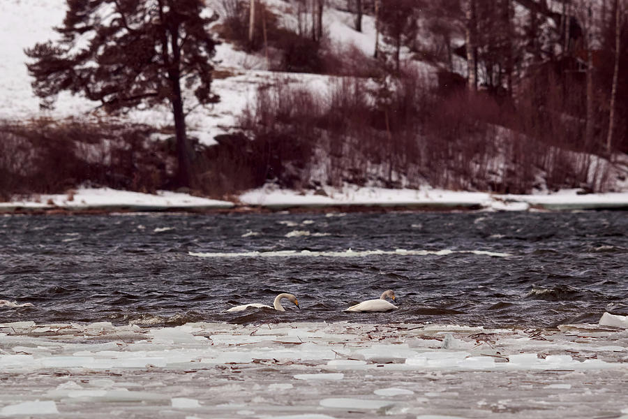 Dark cold waters. Whooper swan Photograph by Jouko Lehto