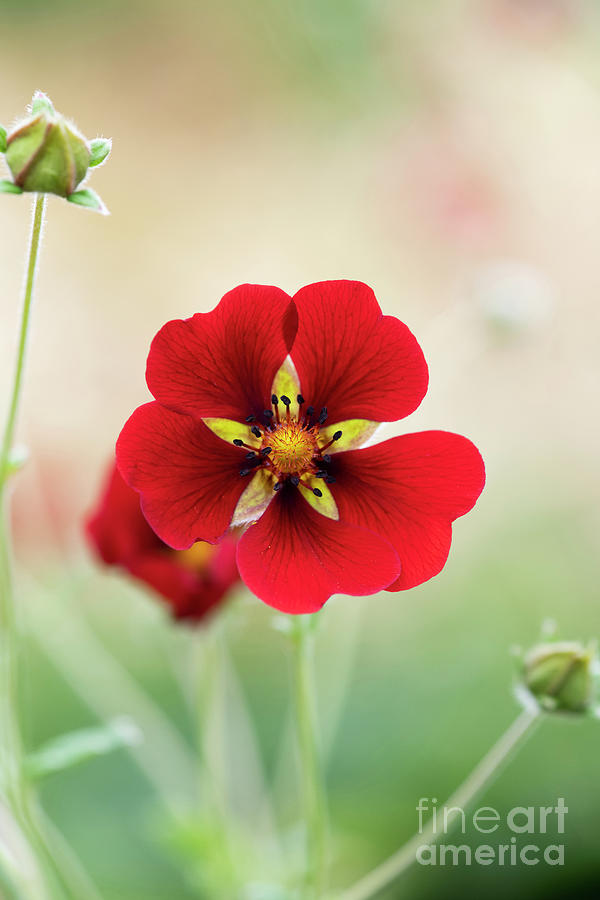 Dark Crimson Cinquefoil Flower Close Up Photograph by Tim Gainey