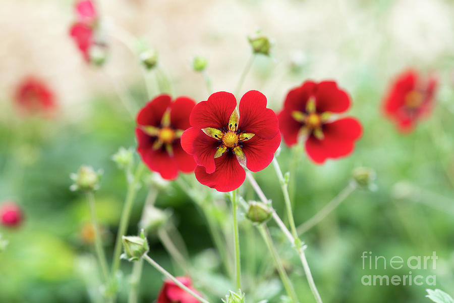 Dark Crimson Cinquefoil Flowers Photograph by Tim Gainey