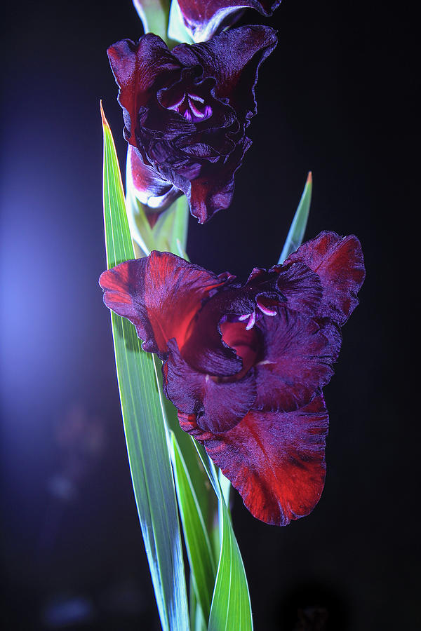 Dark crimson gladiolus flower Photograph by Maria Dimitrova