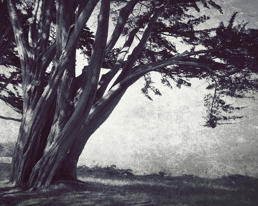 Dark Cypress Photograph by Lupen Grainne
