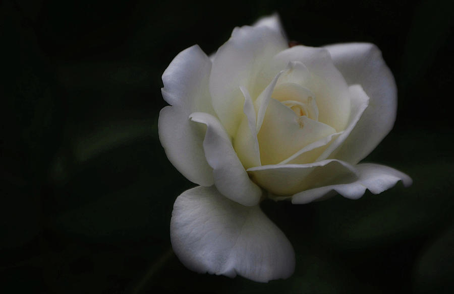 Dark Dramatic and Romantic White Rose Photograph by Gaby Ethington