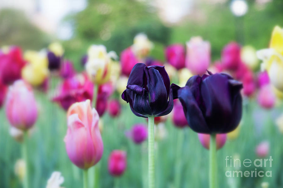Dark duo of tulips Photograph by Agnes Caruso