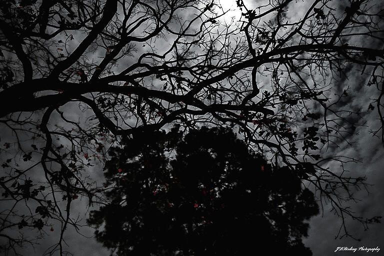 Dark East Texas Nights Photograph by Josh Moore Fine Art America