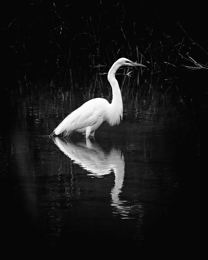 Dark Egret Photograph by Steven Nelson
