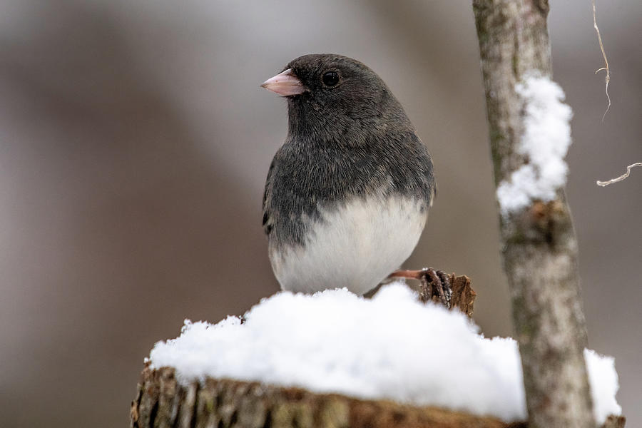 Dark Eyed Junco 12 Photograph by Michelle McPhillips - Pixels