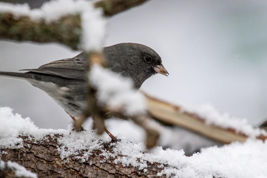 Dark Eyed Junco 19 Photograph by Michelle McPhillips - Fine Art America