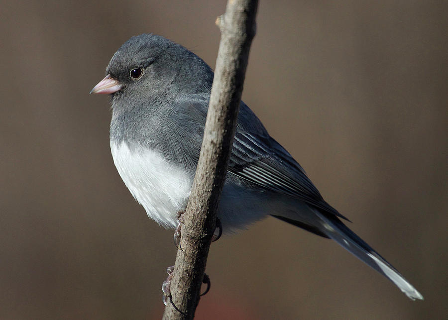 Dark Eyed Junco 2 Photograph by Brian McAward | Pixels