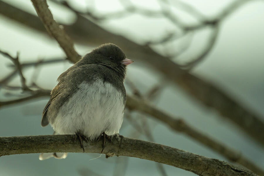 Dark-eyed Junco 2 Photograph by Dodie Ross Dark-eyed Junco 2 Photograph by Dodie Ross