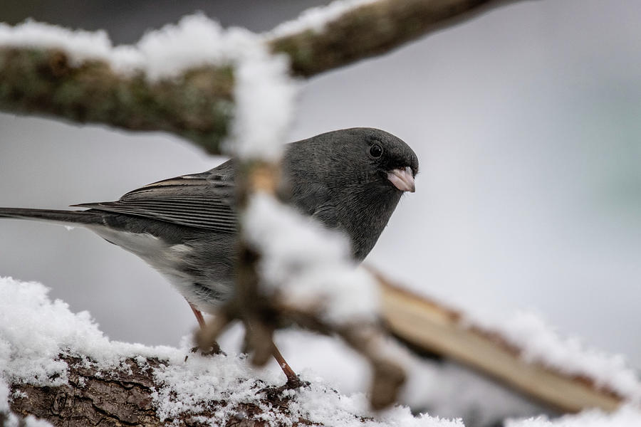 Dark Eyed Junco 20 Photograph by Michelle McPhillips - Fine Art America