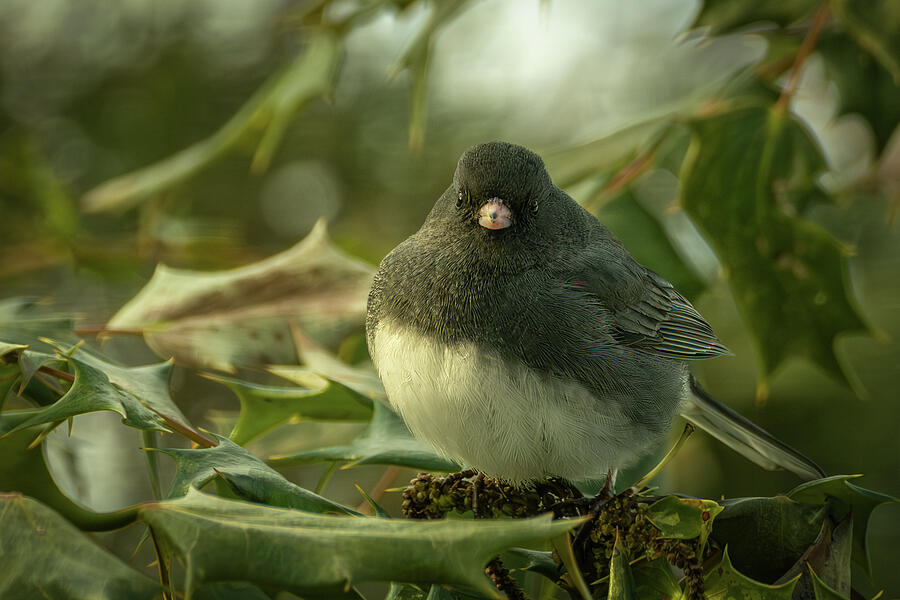 Dark-eyed Junco 3 Photograph by Dodie Ross Dark-eyed Junco 3 Photograph by Dodie Ross