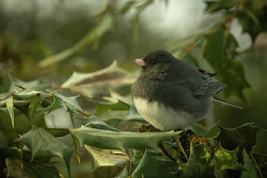 Dark-eyed Junco 4 Photograph by Dodie Ross Dark-eyed Junco 4 Photograph by Dodie Ross