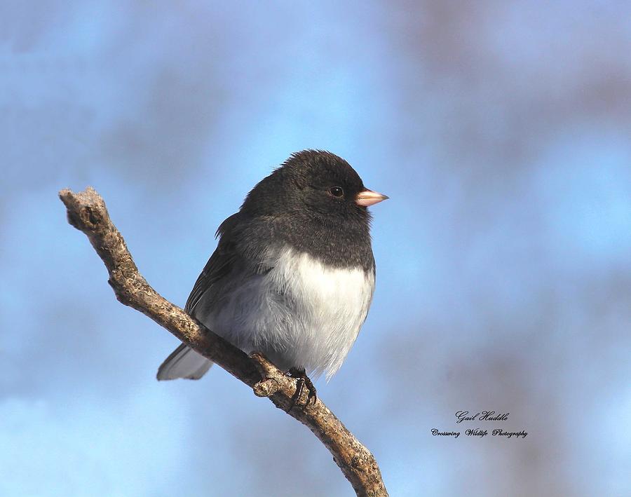 Dark-eyed Junco-4 Photograph by Gail Huddle - Fine Art America