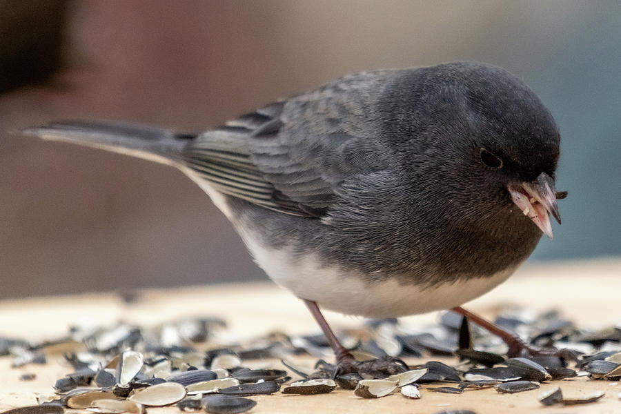 Dark Eyed Junco 5 Photograph by Michelle McPhillips - Fine Art America