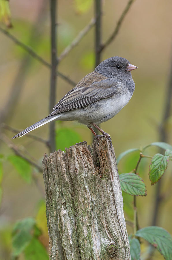Dark-eyed Junco - 7915 Photograph by Jerry Owens