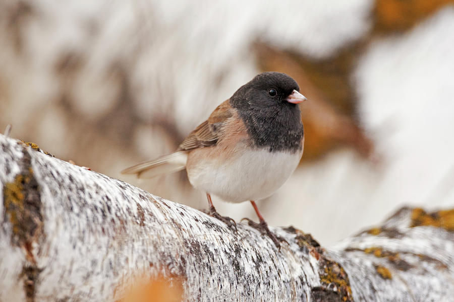 Dark Eyed Junco 8051 Junco hyemalis Photograph by Michael Trewet - Fine ...