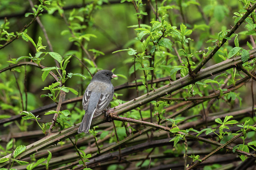 Dark-eyed Junco - 9605 Photograph by Jerry Owens - Fine Art America